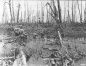 Photograph of troops advancing into jungle
                  leveled by artillery