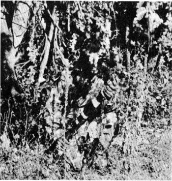 Photograph of camoflaged sniper
