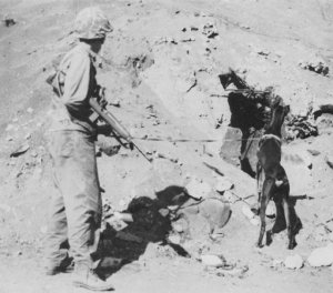 Photograph of Marine with war dog on Iwo Jima